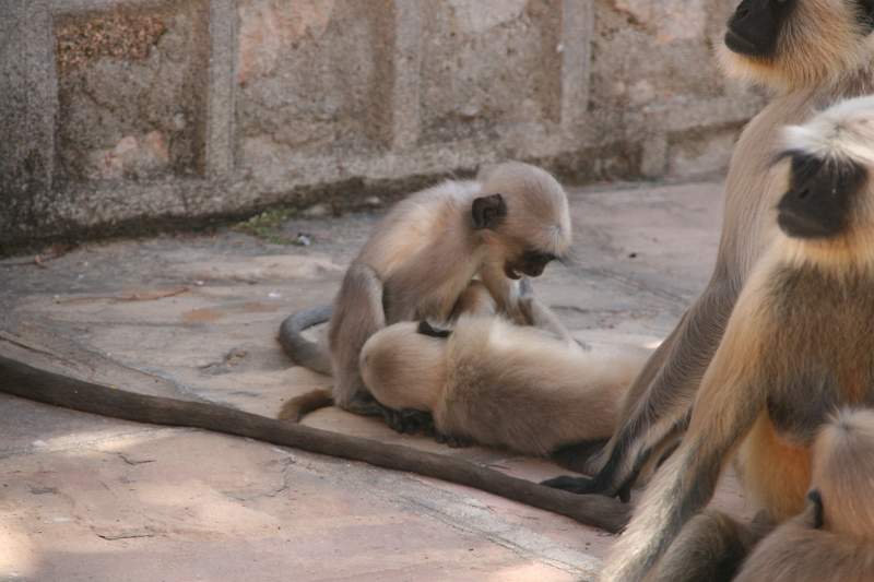 India & Nepal 2011 - 1078